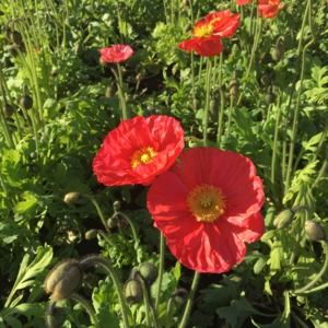 Meet your Posher, Jade